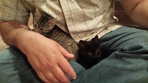 three legged kittens01