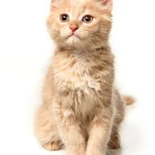 adoption-fees-3