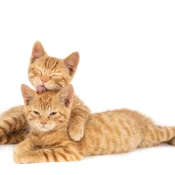 all-cats-2