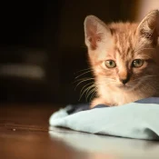 pets-bg.webp
